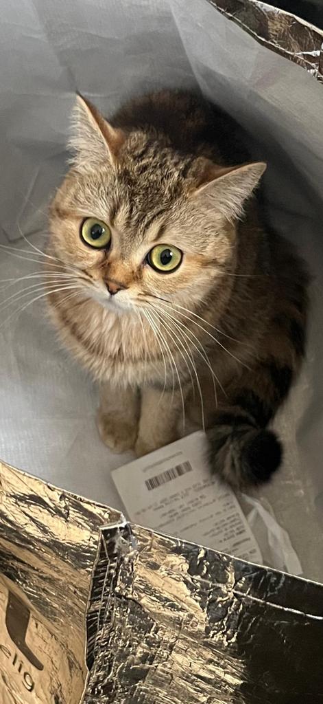 Britse korthaar golden tabby poes, Dieren en Toebehoren, Katten en Kittens | Raskatten | Korthaar, Poes, Gechipt, 0 tot 2 jaar