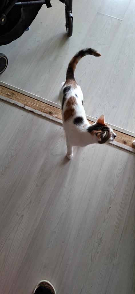 Poes, Dieren en Toebehoren, Katten en Kittens | Overige Katten
