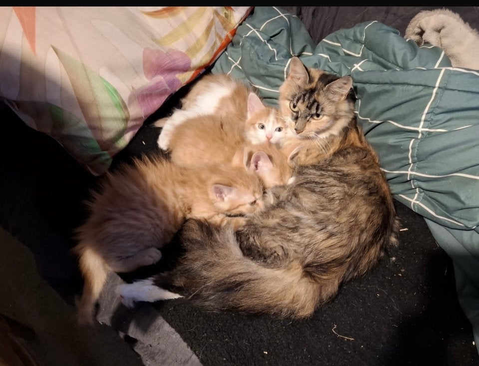 Lieve langharige kittens, Meerdere dieren, Ontwormd