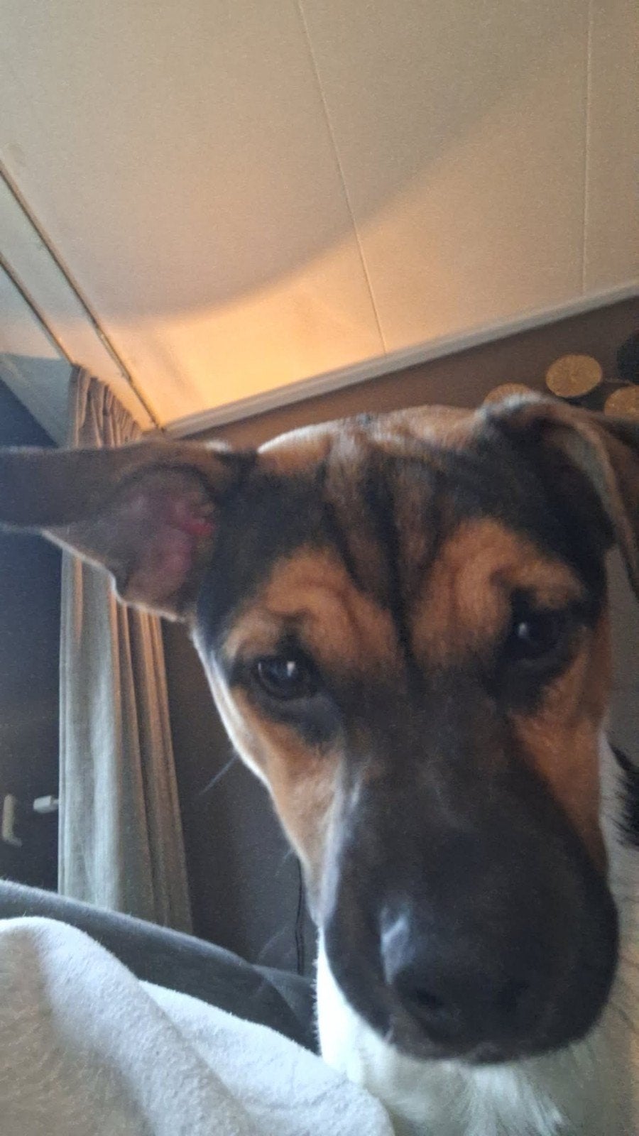 boerenfox te koop, Reu, 1 tot 2 jaar, Eén hond, Nederland