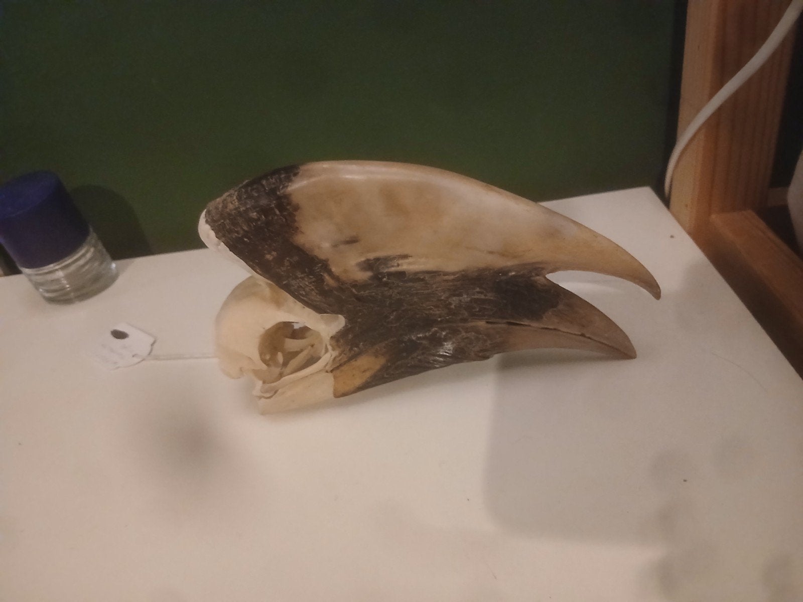 Witpootneushoornvogel schedel, Ophalen of Verzenden, Gebruikt