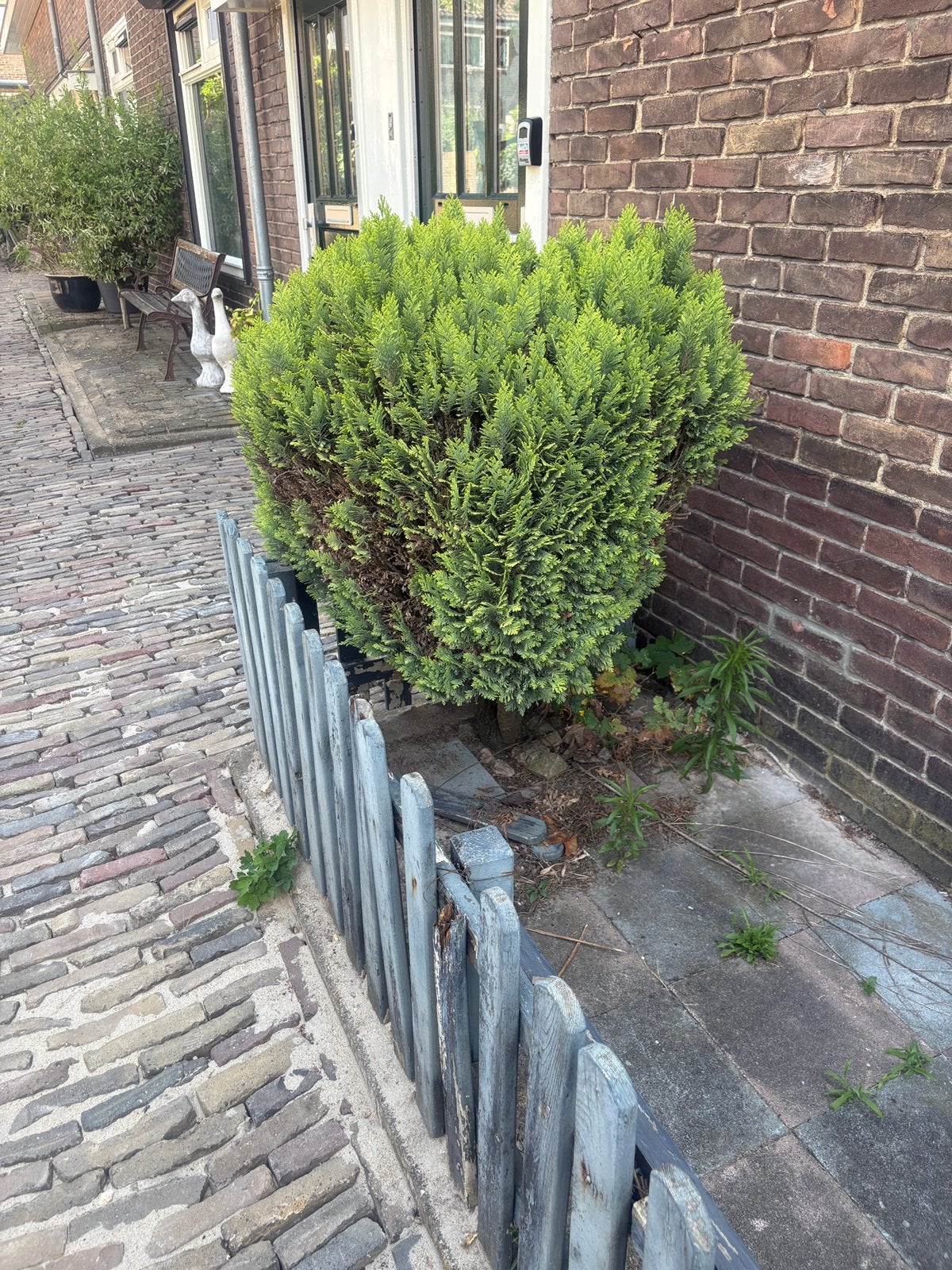 Gratis conifeer, Tuin en Terras, Planten | Struiken en Hagen, Ophalen, Conifeer, 100 tot 250 cm