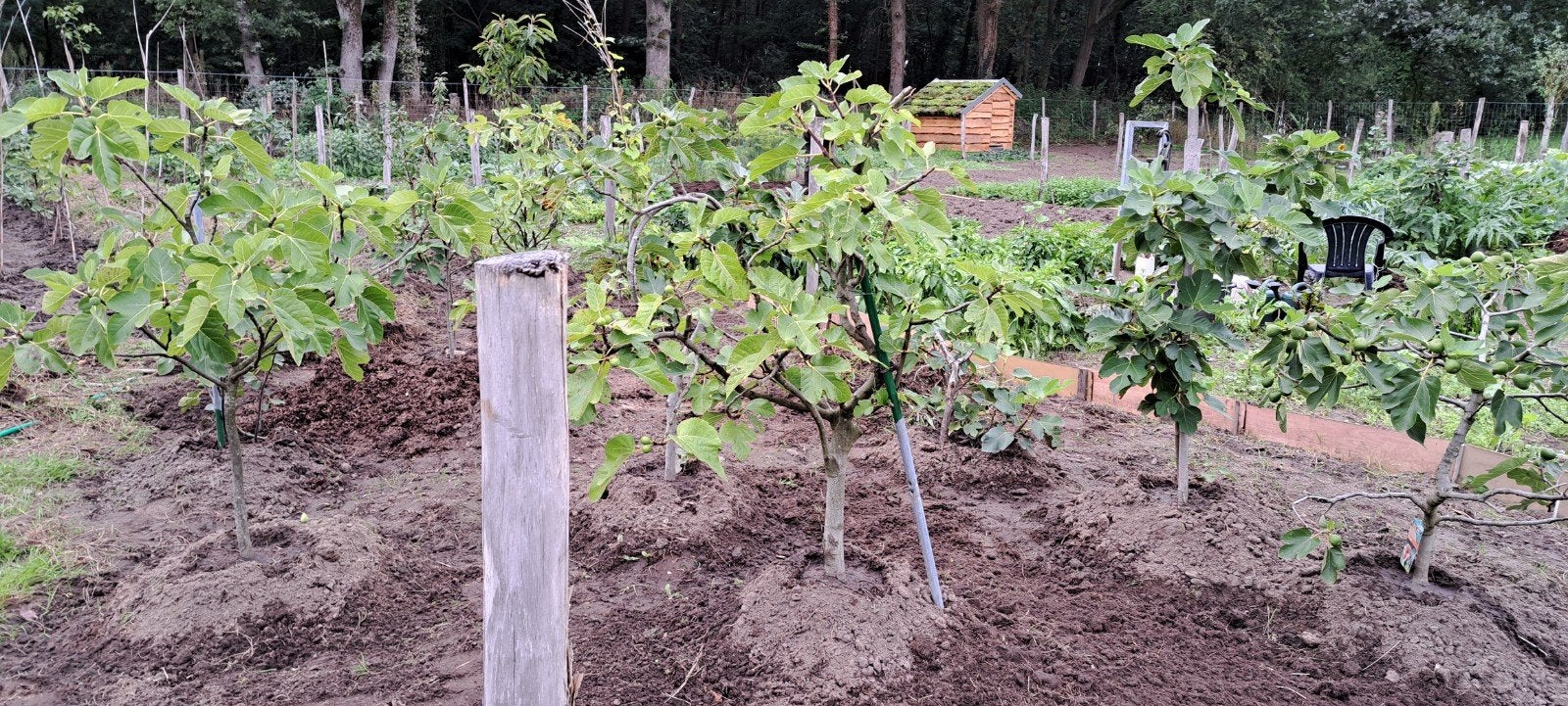 TE KOOP:   Diverse Jonge Vijgenboompjes - Fruitplanten voor, Volle zon, Vaste plant, Ophalen of Verzenden, Zomer