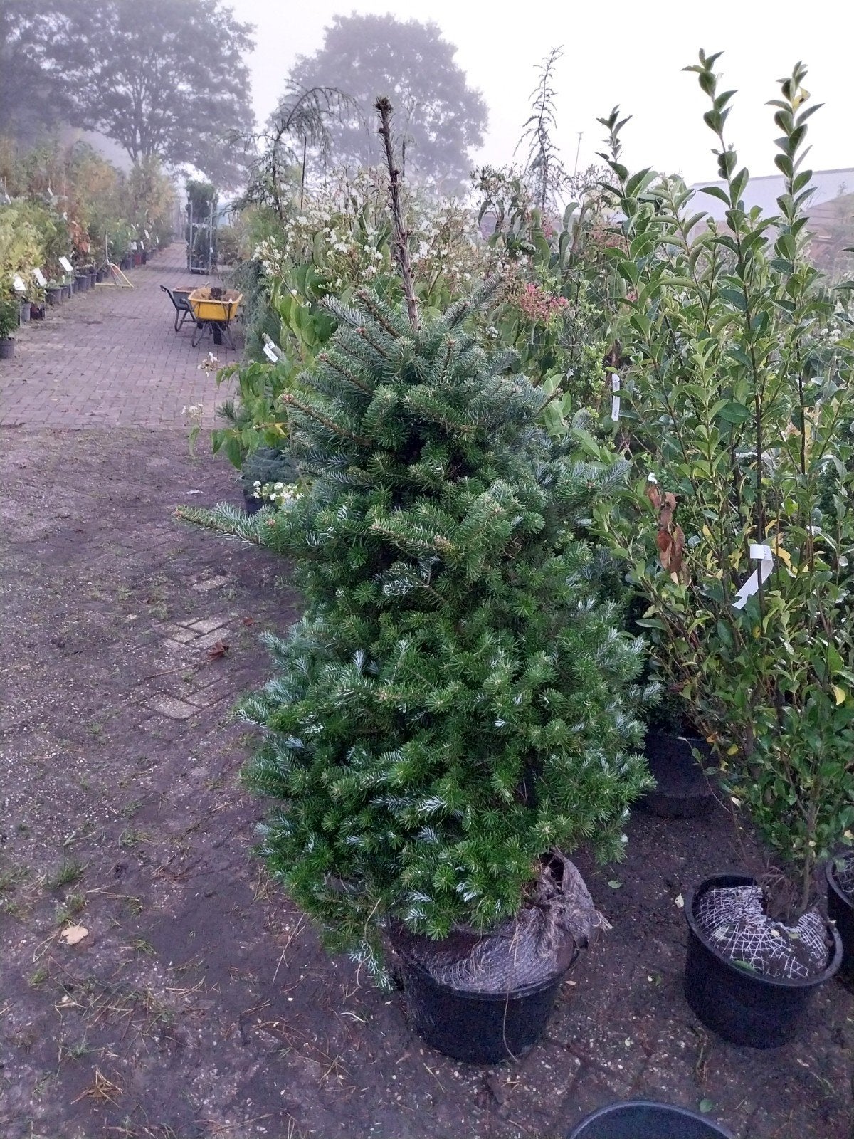 Abies Koreana - Koreaanse Zilverspar in pot, Bloeit niet, Halfschaduw, Overige soorten, 100 tot 250 cm