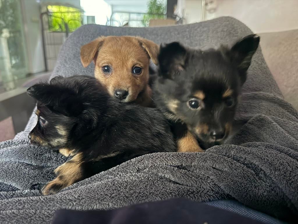 Dwerg Pinsher x dwerg Kees, Overige rassen, 8 tot 15 weken, Teef, Parvo