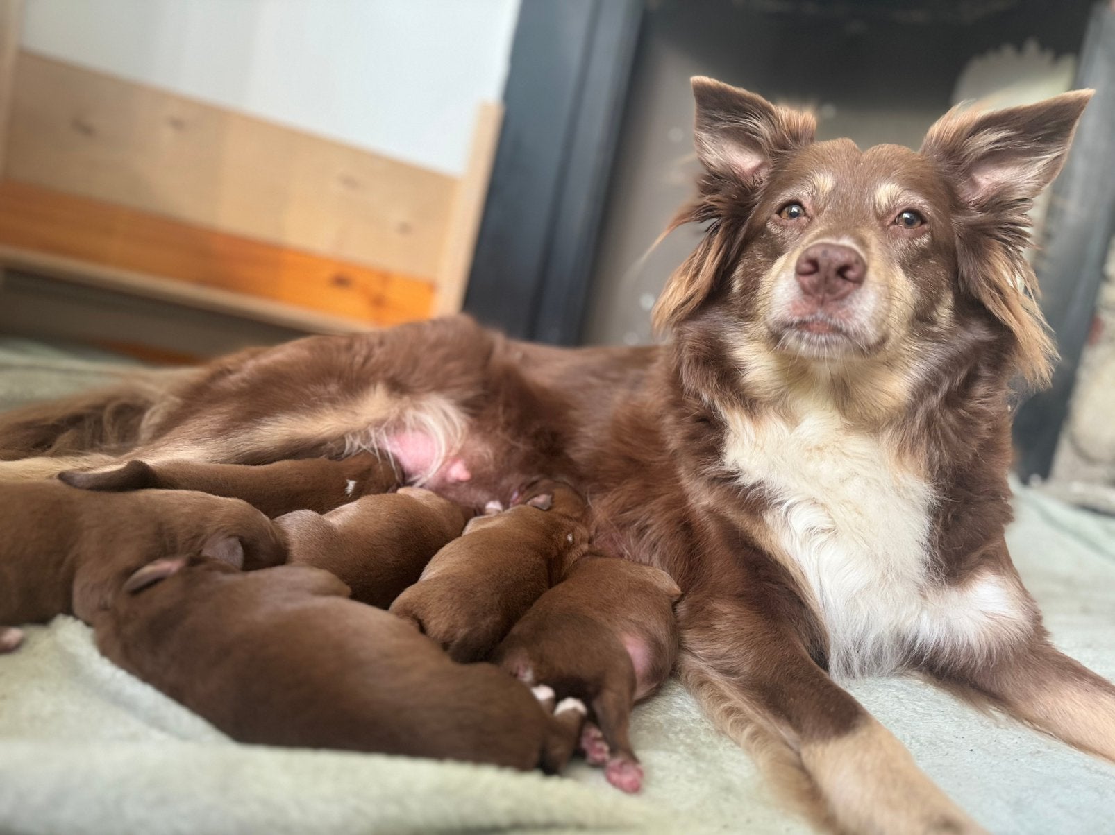 Australian Shepherd x Nova Scotia Duck Tolling Retriever, Overige rassen, 8 tot 15 weken, Meerdere, Meerdere dieren