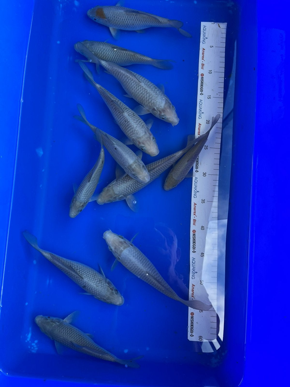 Soragoi ‘s. 2 halen 1betalen, Karper of Koi