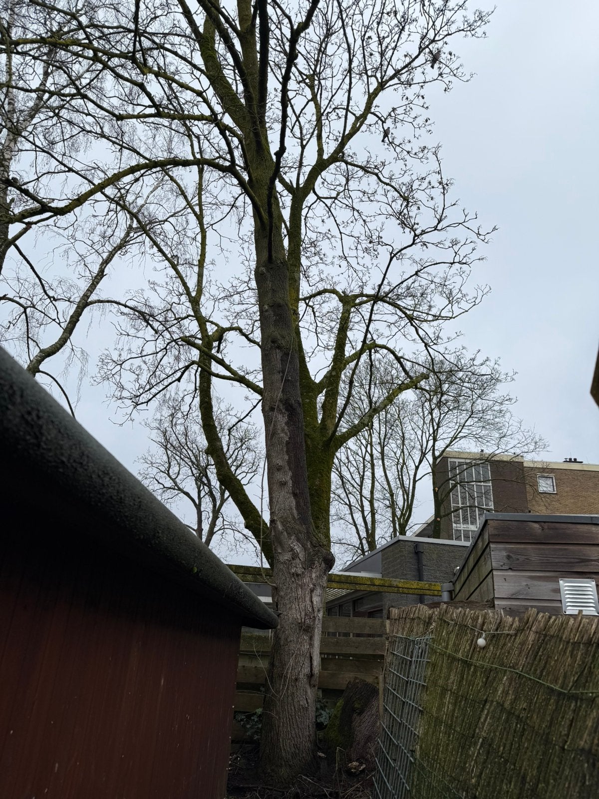 Boom kappen voor gratis (haard)hout, Minder dan 3 m³, Ophalen, Essenhout, Stammen