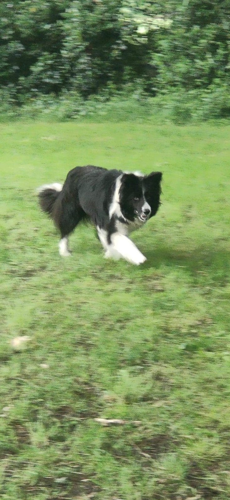 Mooie border collie schapendrijver hobby of professioneel, Nederland, Teef, Eén hond, Fokker | Professioneel