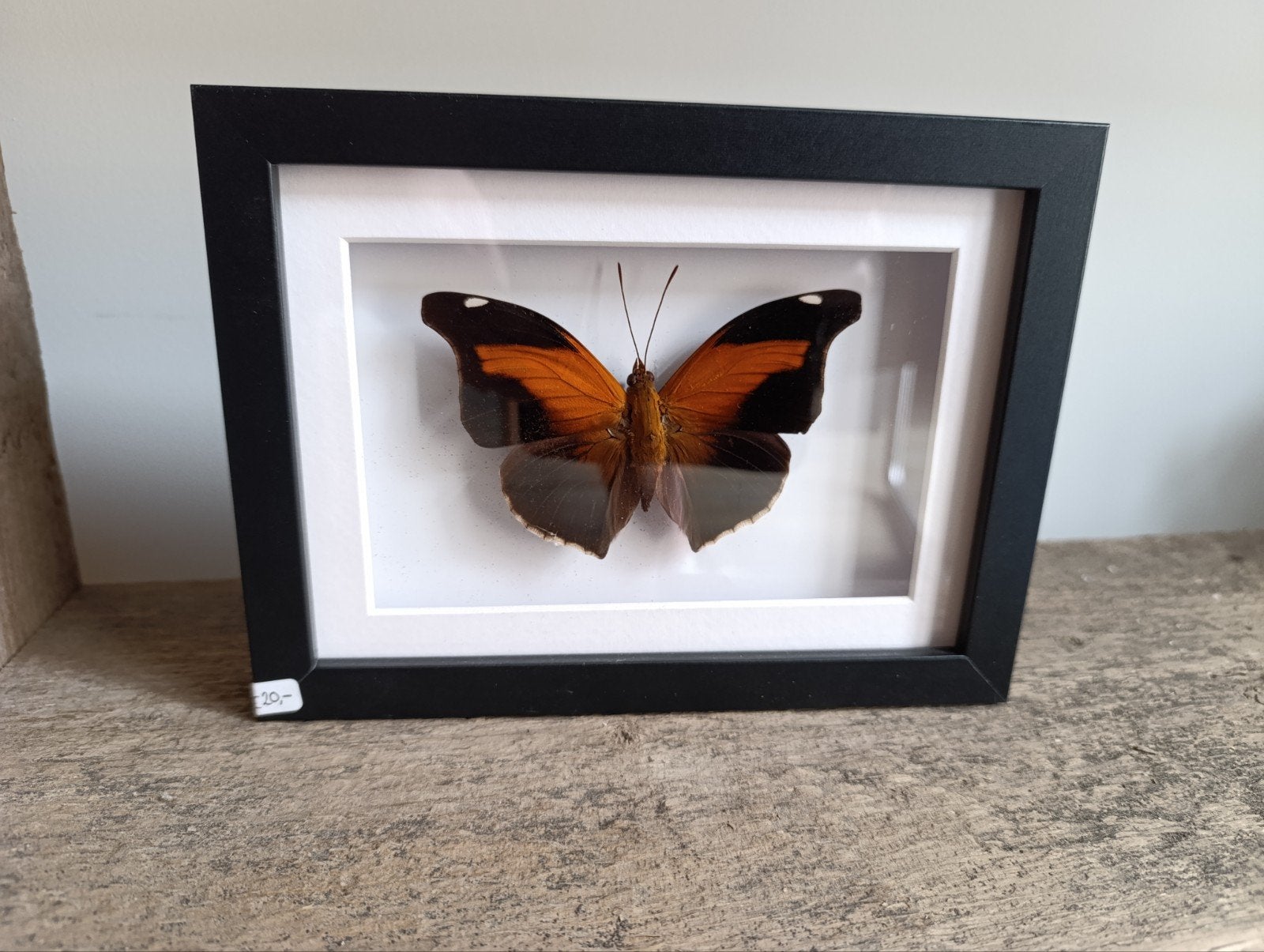 Vlinder - Historis Odius - Zelf geprepareerd in lijst!, Verzamelen, Ophalen, Insect, Opgezet dier