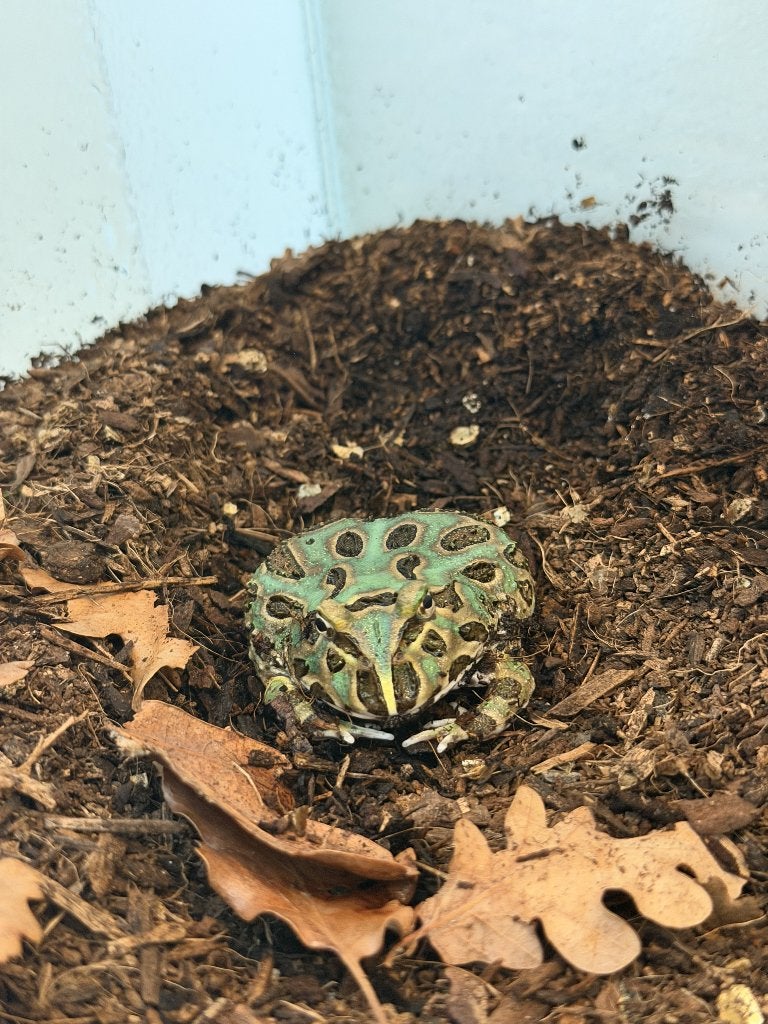 Samurai Blue Pacman Kikker + Diversa Terrarium (36L) Frog photo 2