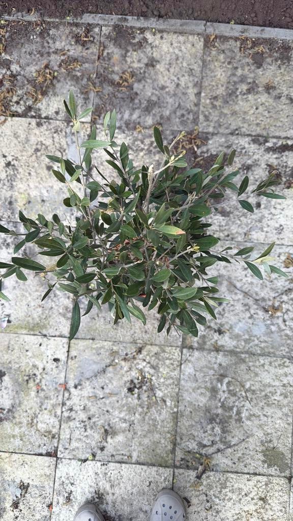 Olijfboom in pot, Volle zon, Vaste plant, Zomer, Ophalen