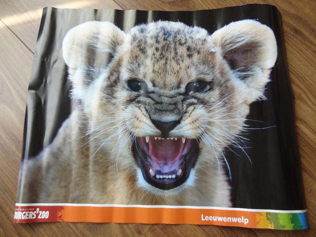 Mini poster, Leeuwen welp, Ophalen, Rechthoekig Liggend, Zo goed als nieuw, A1 t/m A3