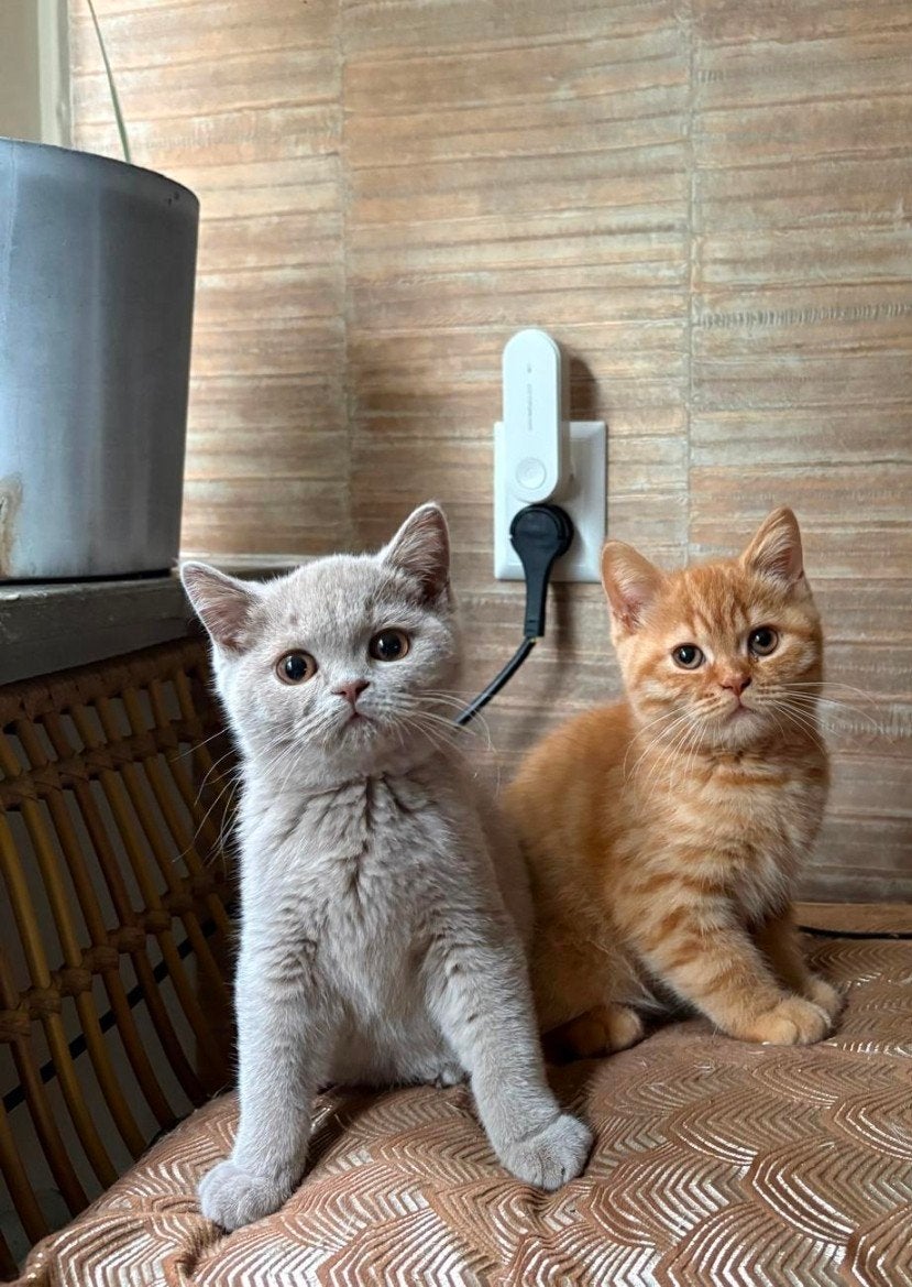 Wij mogen verhuizen! Prachtige kittens met stamboom, Dieren en Toebehoren, Katten en Kittens | Raskatten | Korthaar, Meerdere dieren