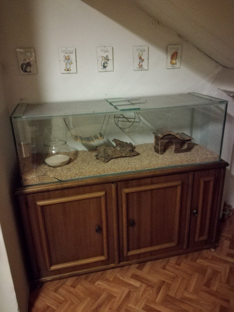 Prachtig Groot Knaagdieren Terrarium, Ophalen, Zo goed als nieuw, 90 cm of meer, Hok