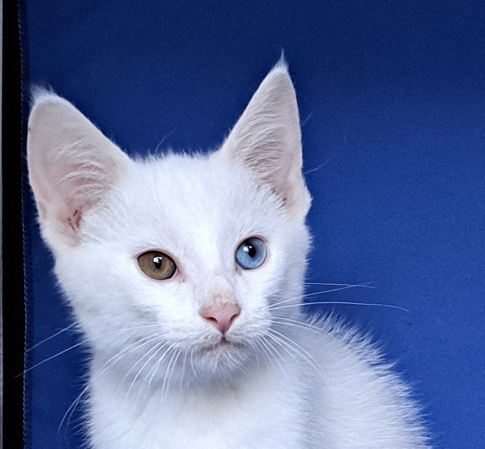 Prachtige Main Coon kruising kittens, Meerdere dieren, Kortharig, 0 tot 2 jaar