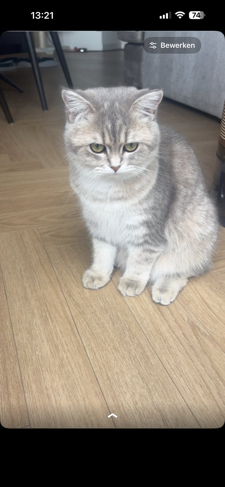2 Britse Korthaar poes +stamboom, ouders wereldkampioen lijn, Dieren en Toebehoren, Katten en Kittens | Raskatten | Korthaar, Poes