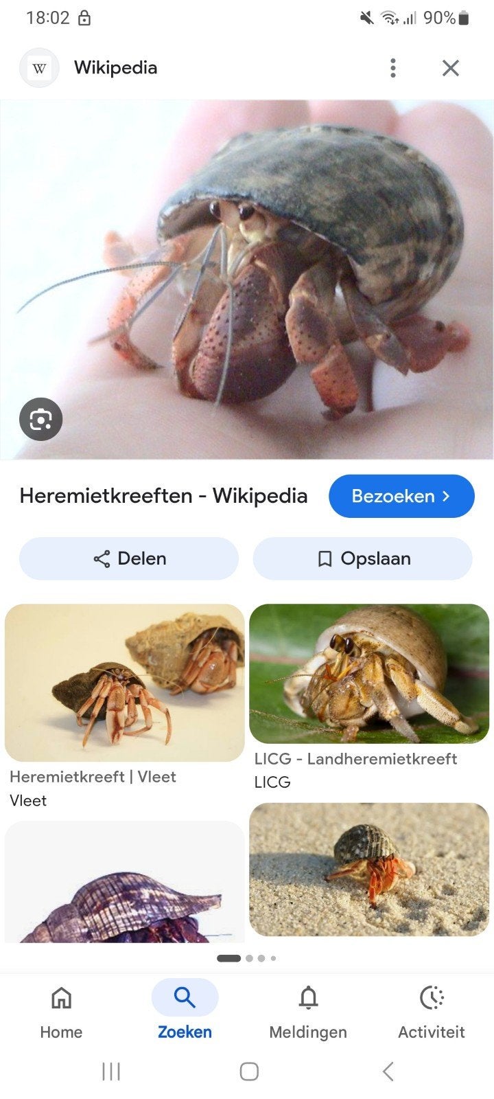 Gezocht landhermietkreeft landhermietkrab, Dieren en Toebehoren, Reptielen en Amfibieën, Overige soorten