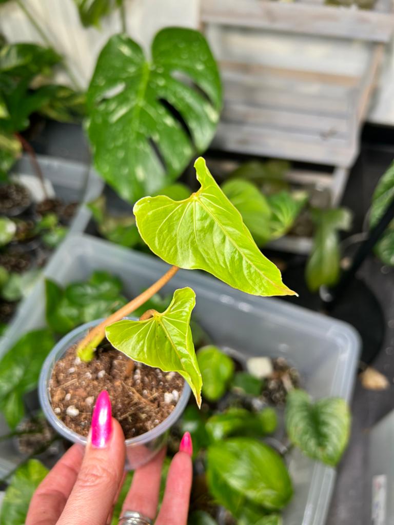 Baby Anthurium Balaoanum - Jonge plant, Overige soorten, In pot, Minder dan 100 cm, Groene kamerplant