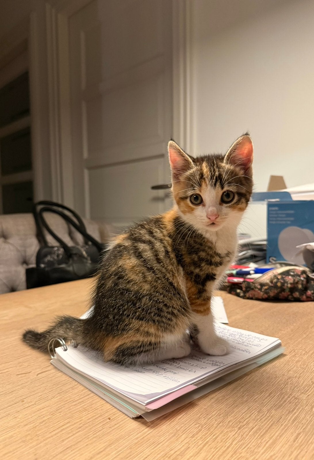 Lieve boerderijkitten, Dieren en Toebehoren, Poes, Ontwormd, 0 tot 2 jaar