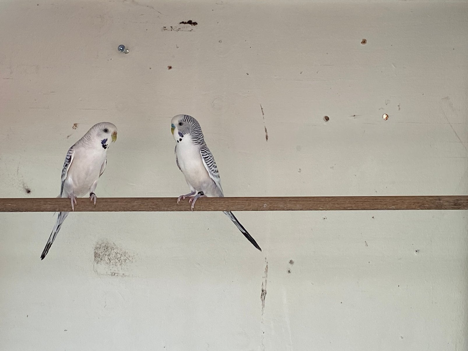 Grasparkieten, Dieren en Toebehoren, Vogels | Parkieten en Papegaaien, Meerdere dieren, Parkiet