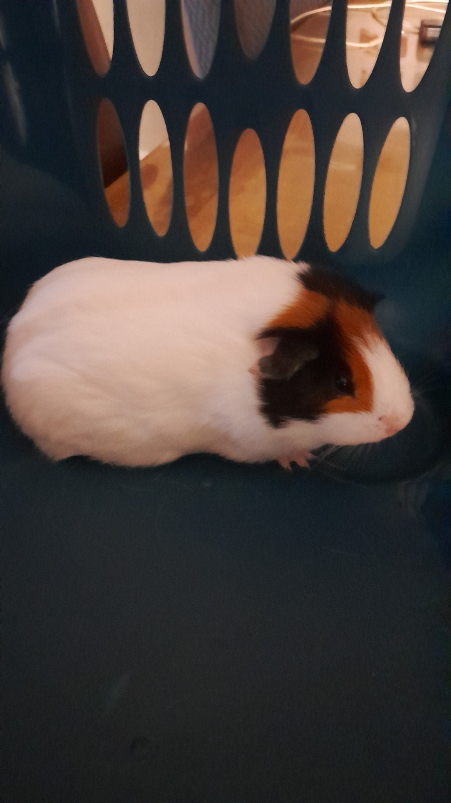 Prachtig cavia zeugje driekleur, Dieren en Toebehoren, Mei, Vrouwelijk, Cavia