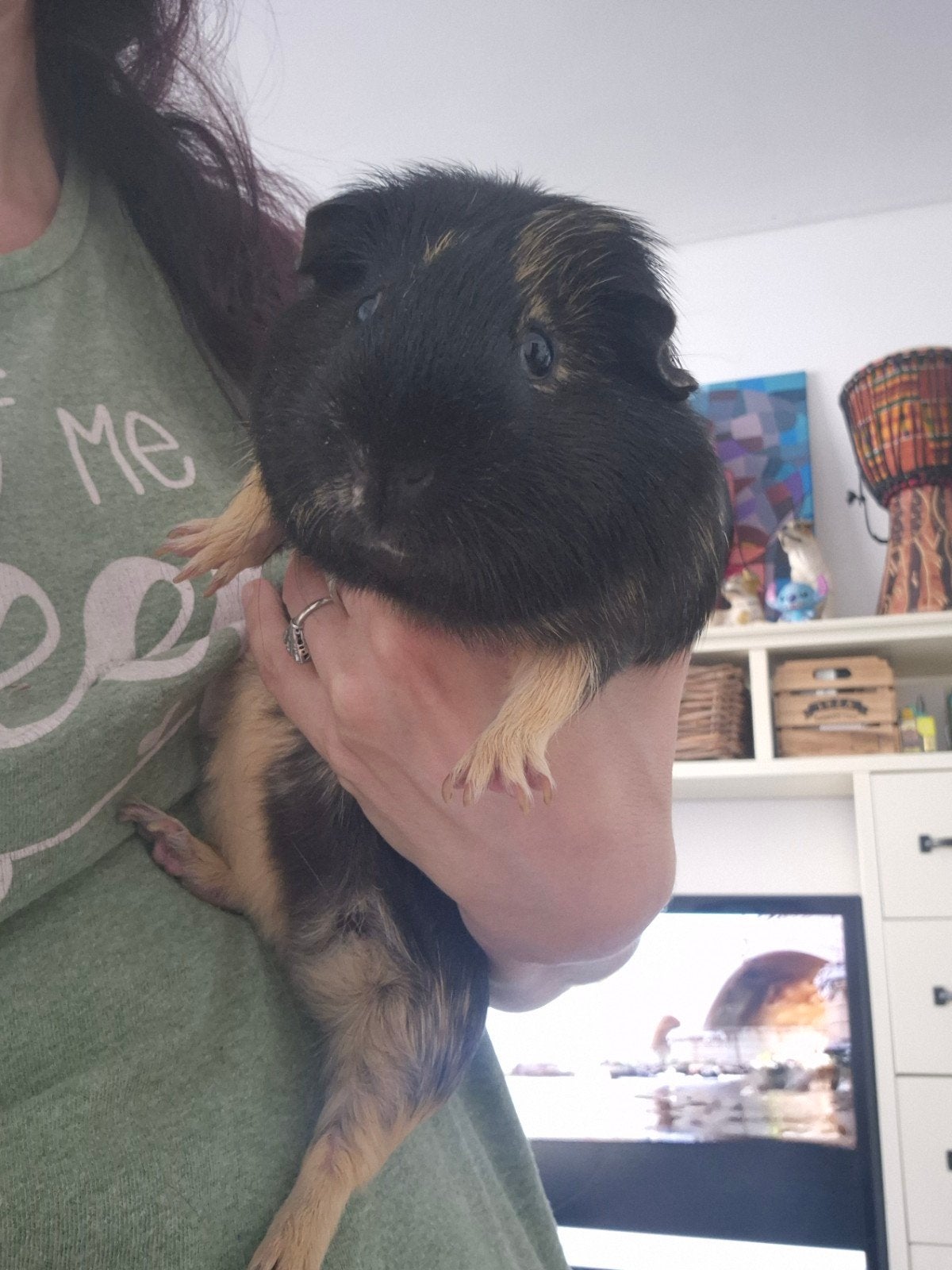2 cavia beertjes zoeken hun foreverhome, Cavia, Augustus, Mannelijk, Tam