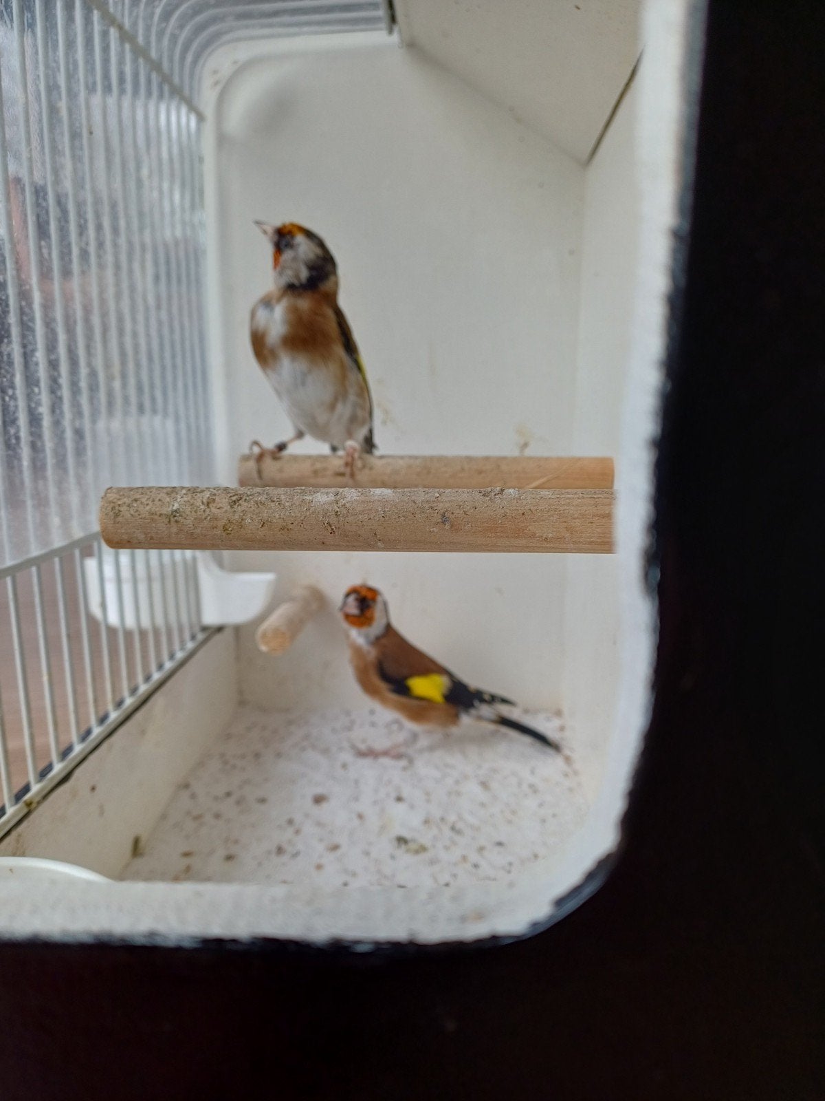 bloemputter  koppel, Dieren en Toebehoren, Meerdere dieren, Geringd