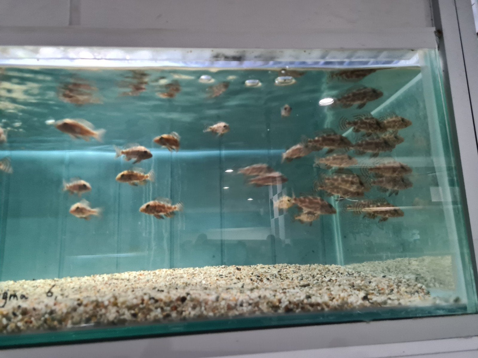 Nimbochromis Polystigma Malawi Cichliden, Vis, Zoetwatervis