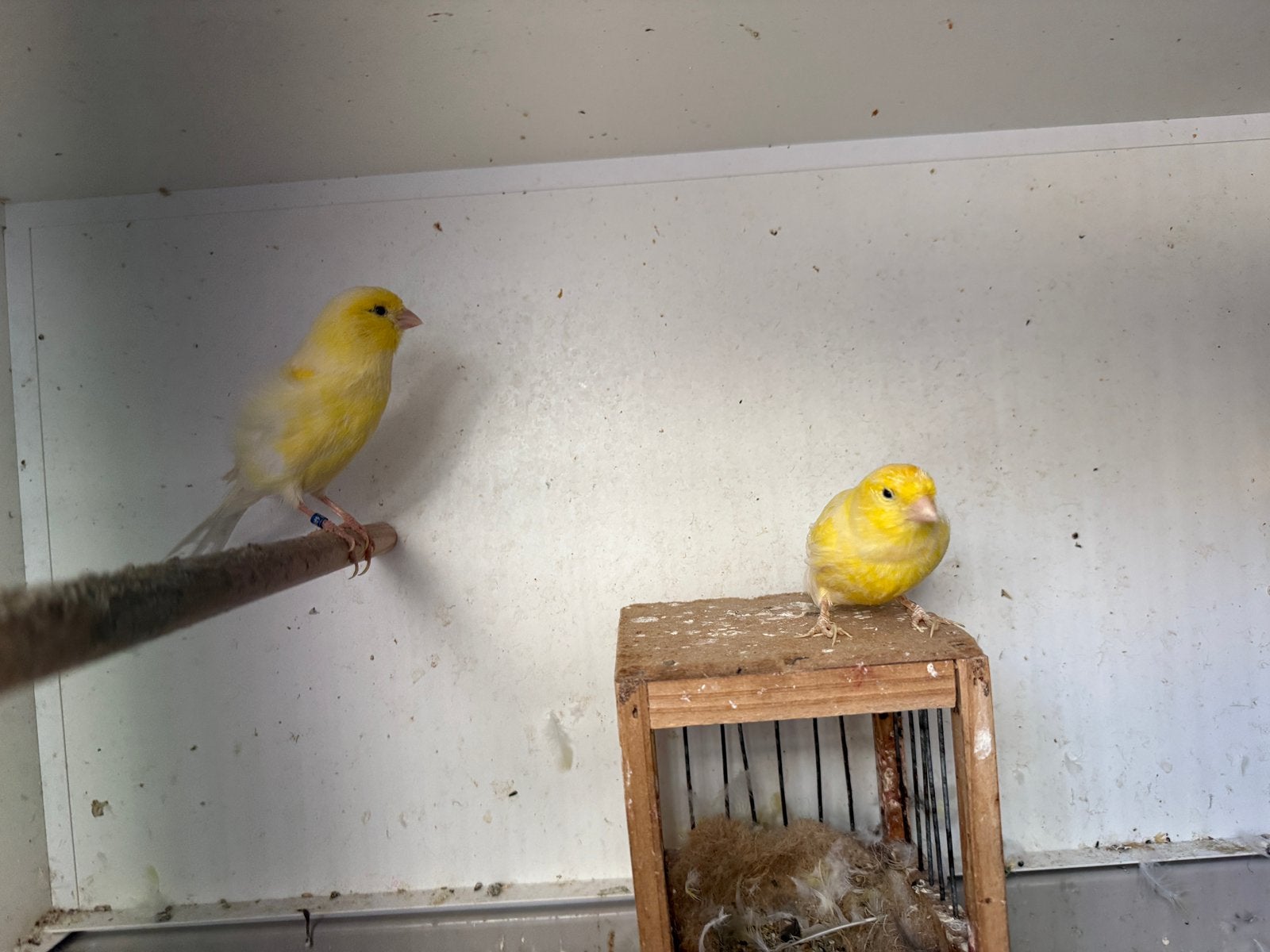 Prachtige gele waterslagers, Dieren en Toebehoren, Vogels | Kanaries, Meerdere dieren, Kleurkanarie