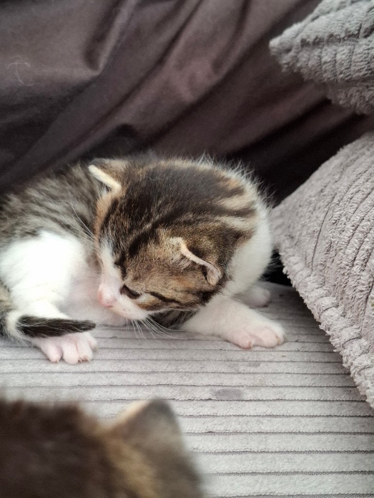 Kittens, Dieren en Toebehoren, Katten en Kittens | Raskatten | Korthaar, Meerdere dieren, 0 tot 2 jaar, Ontwormd