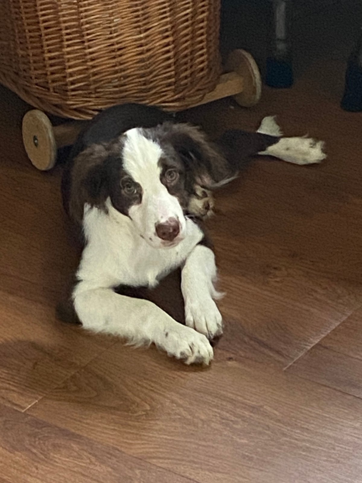 Wegens annulering BORDER COLLIE x FRIESE STABIJ pup, Parvo, Nederland, 8 tot 15 weken, Teef
