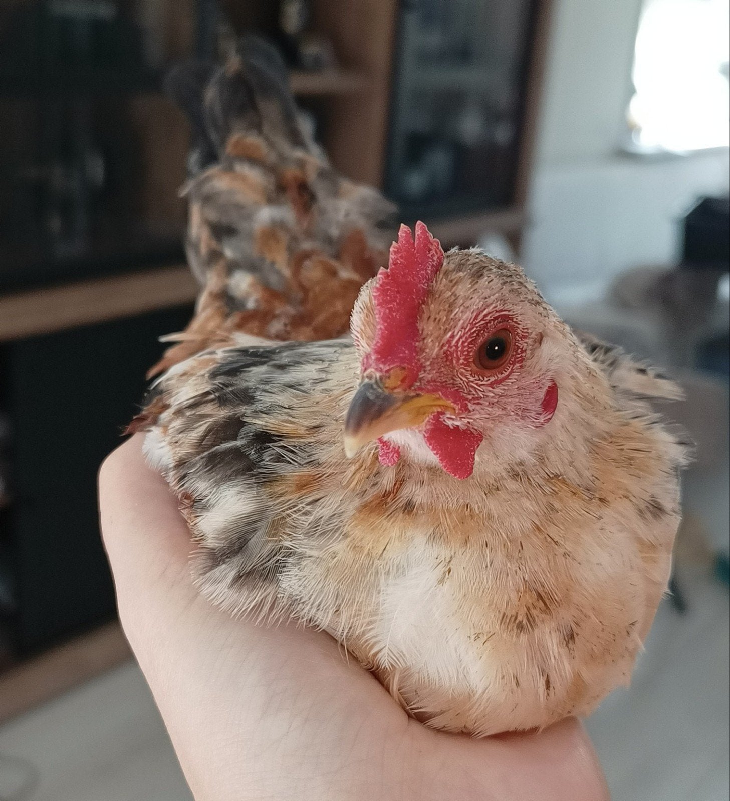 serama haantje, Dieren en Toebehoren, Mannelijk, Kip