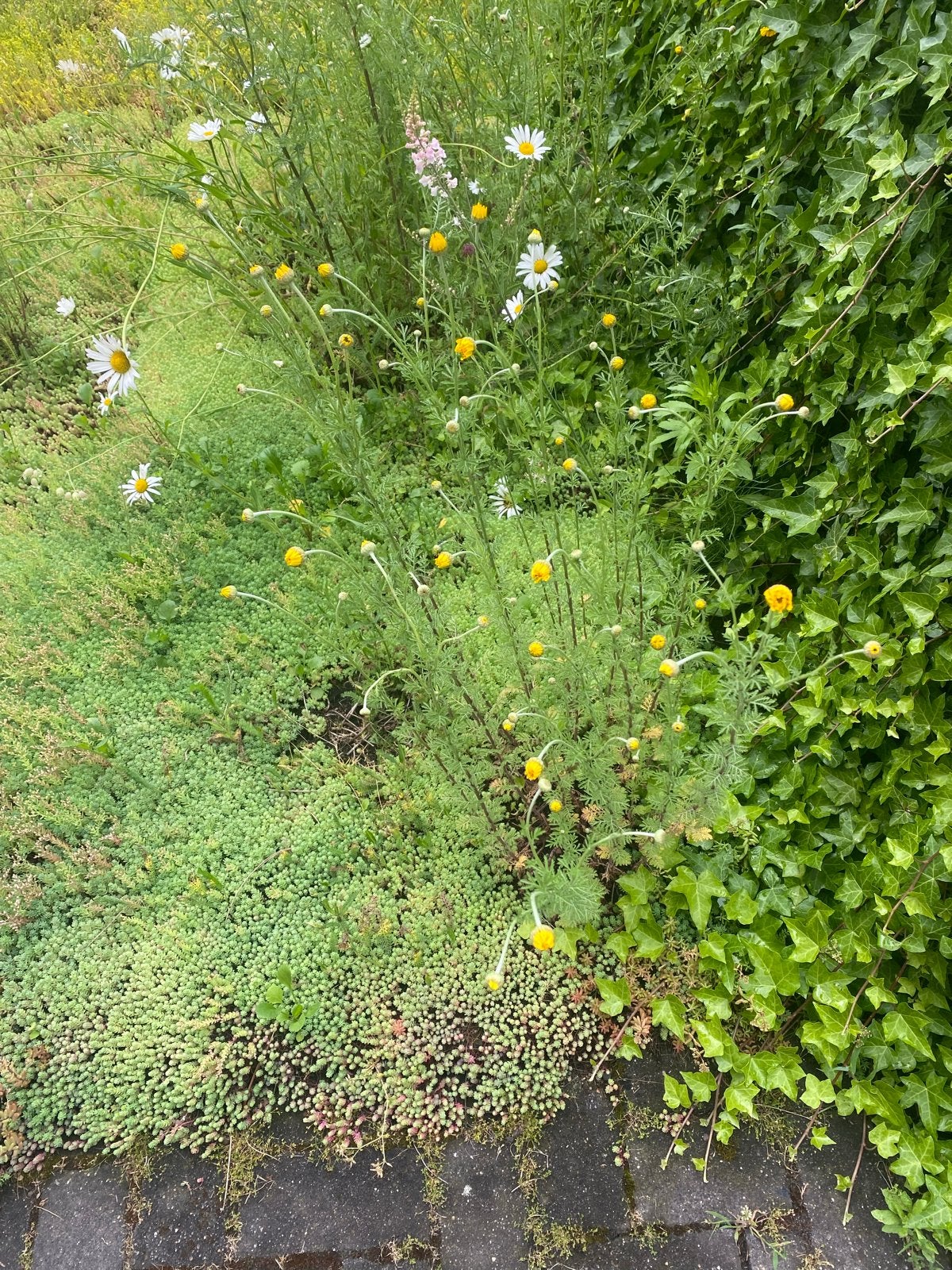 Hittebestendig vergroen leefomgeving met Sedum dak of tuin, Bodembedekkers, Volle zon, Vaste plant, Ophalen of Verzenden