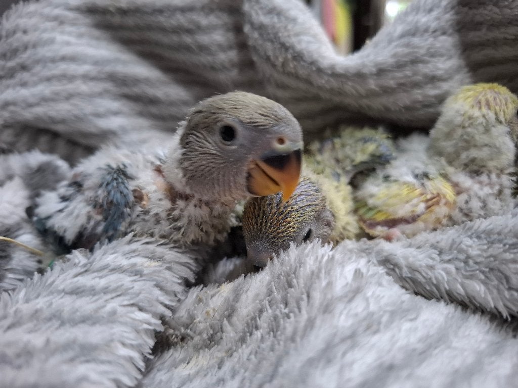 Agapornis roseicollie babys handtam, Dieren en Toebehoren, Vogels | Parkieten en Papegaaien, Geslacht onbekend, Dwergpapegaai of Agapornis
