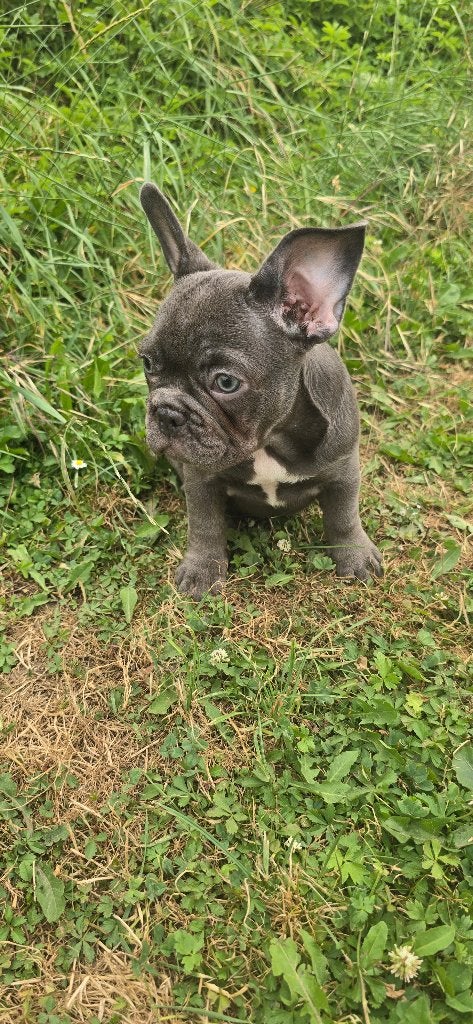 Blue Franse Bulldog reutje & teefje, 8 tot 15 weken, Parvo, Bulldog, Meerdere