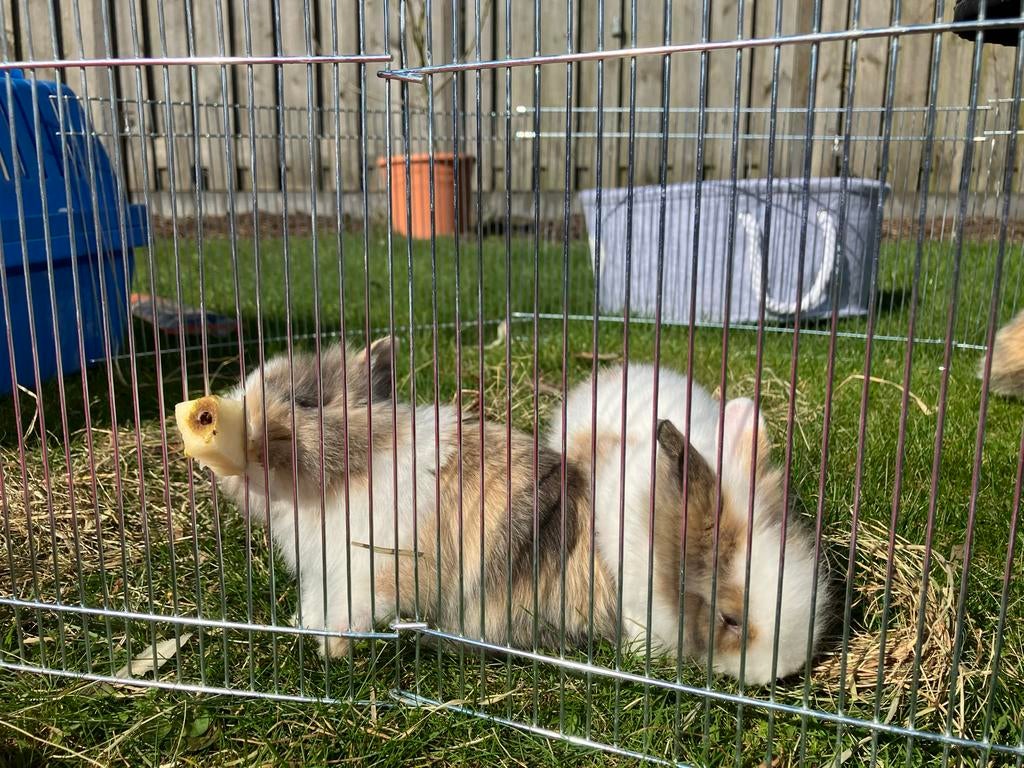 Konijn, Dieren en Toebehoren, Konijnen, Meerdere dieren