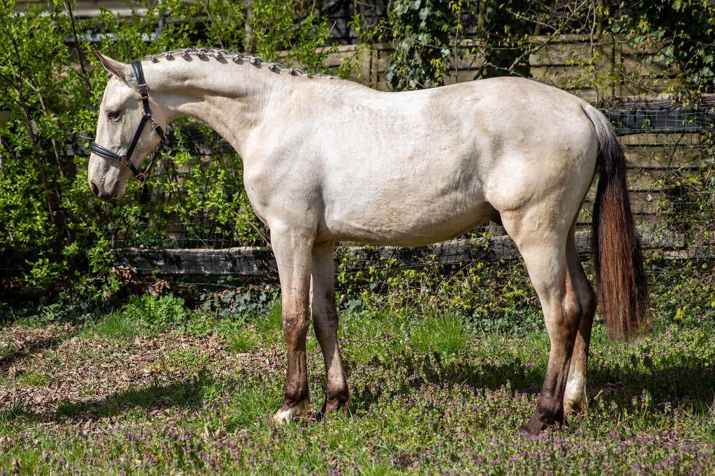 All rounder VALK, Dieren en Toebehoren, Paarden, Ruin, Niet van toepassing, Dressuurpaard, 0 tot 2 jaar