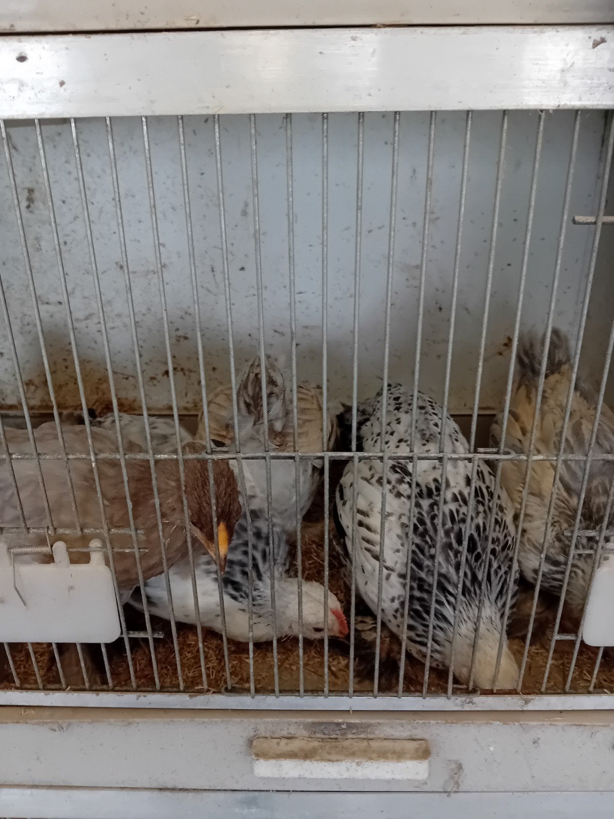Kippen te koop, Ophalen, Nieuw, Hout, Vogelkooi
