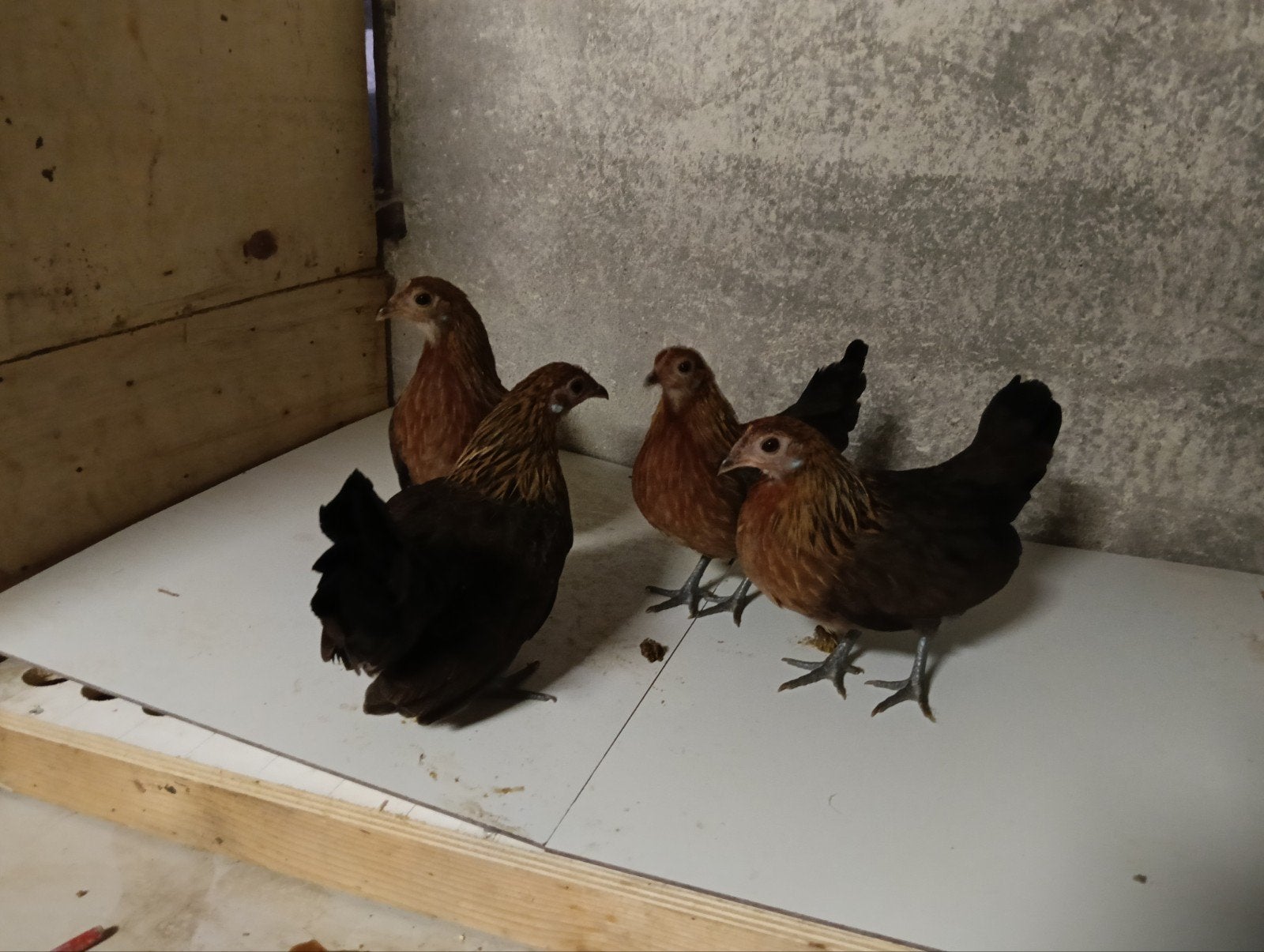 Hollandse krielen, Dieren en Toebehoren, Pluimvee, Vrouwelijk, Kip