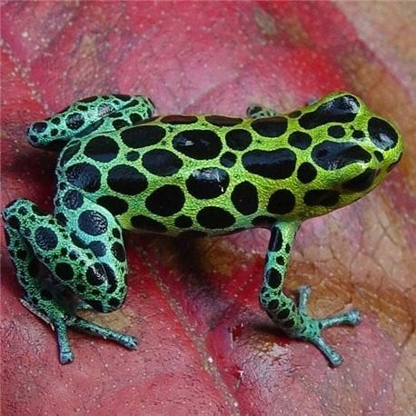 Ranitomeya variabilis 'Highland'