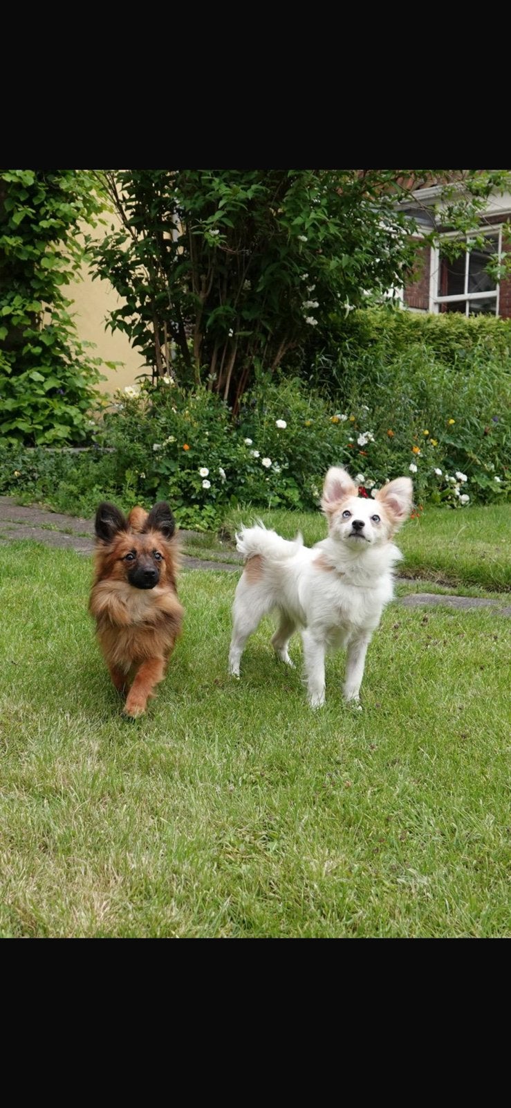 Vlinderhondje x broertjes zoeken gouden mandje, Dieren en Toebehoren, Parvo, 15 weken tot 1 jaar, Reu, Meerdere