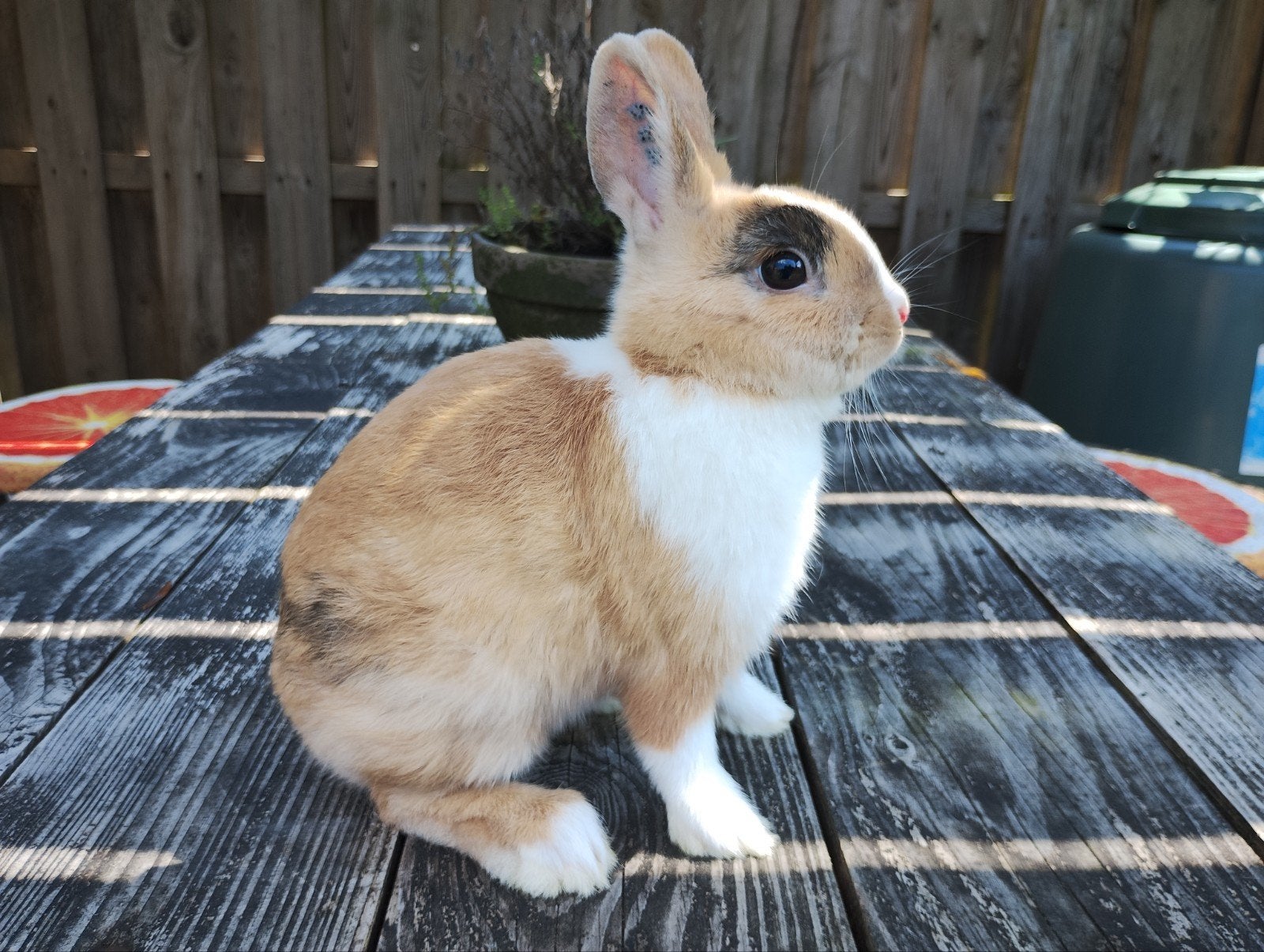 Leuke lieve dwergkonijntjes, Dieren en Toebehoren, Konijnen, Dwerg, Meerdere dieren, 0 tot 2 jaar