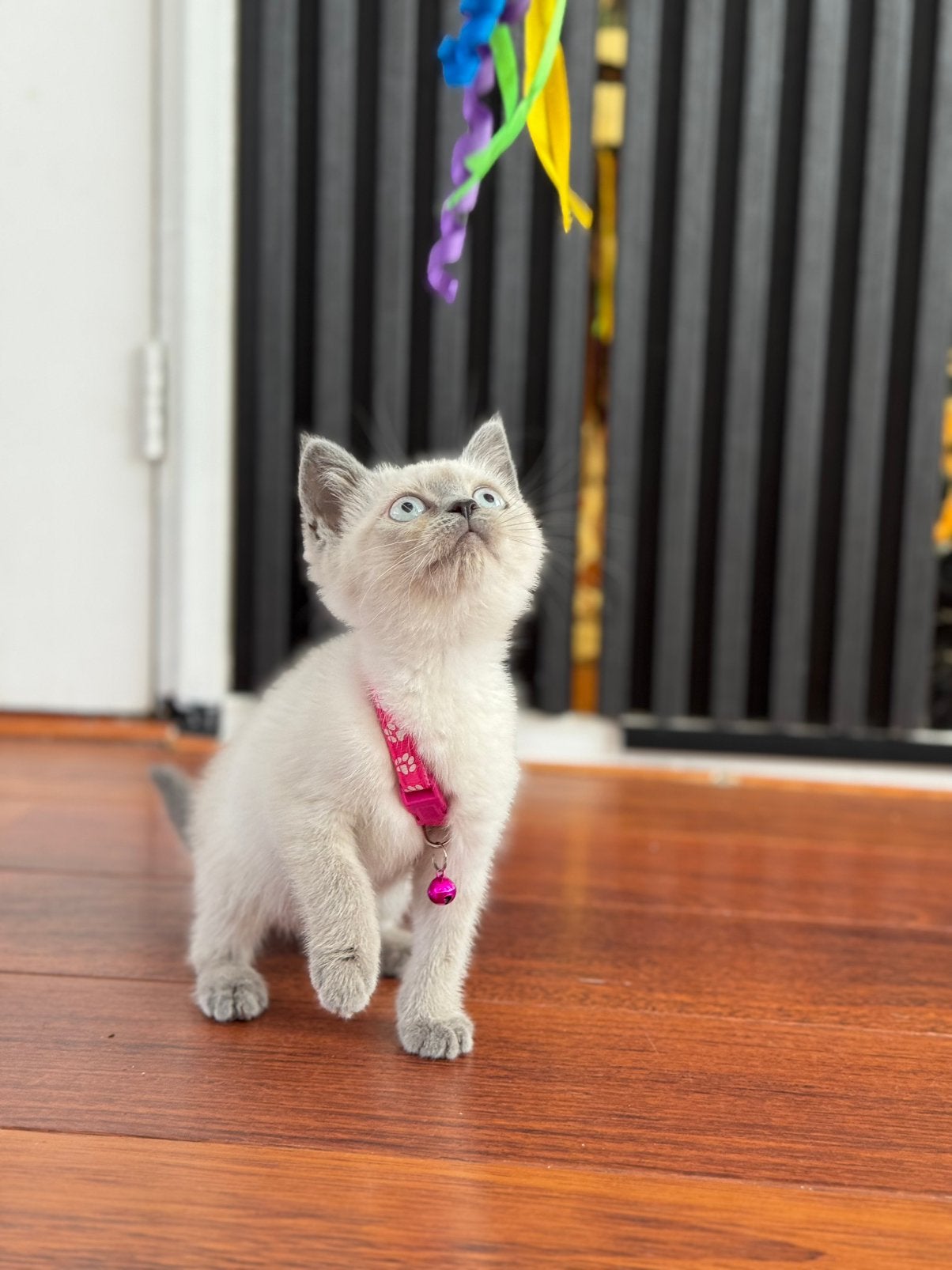 Britse Korthaar kittens blue point, Meerdere dieren, Ontwormd, 0 tot 2 jaar