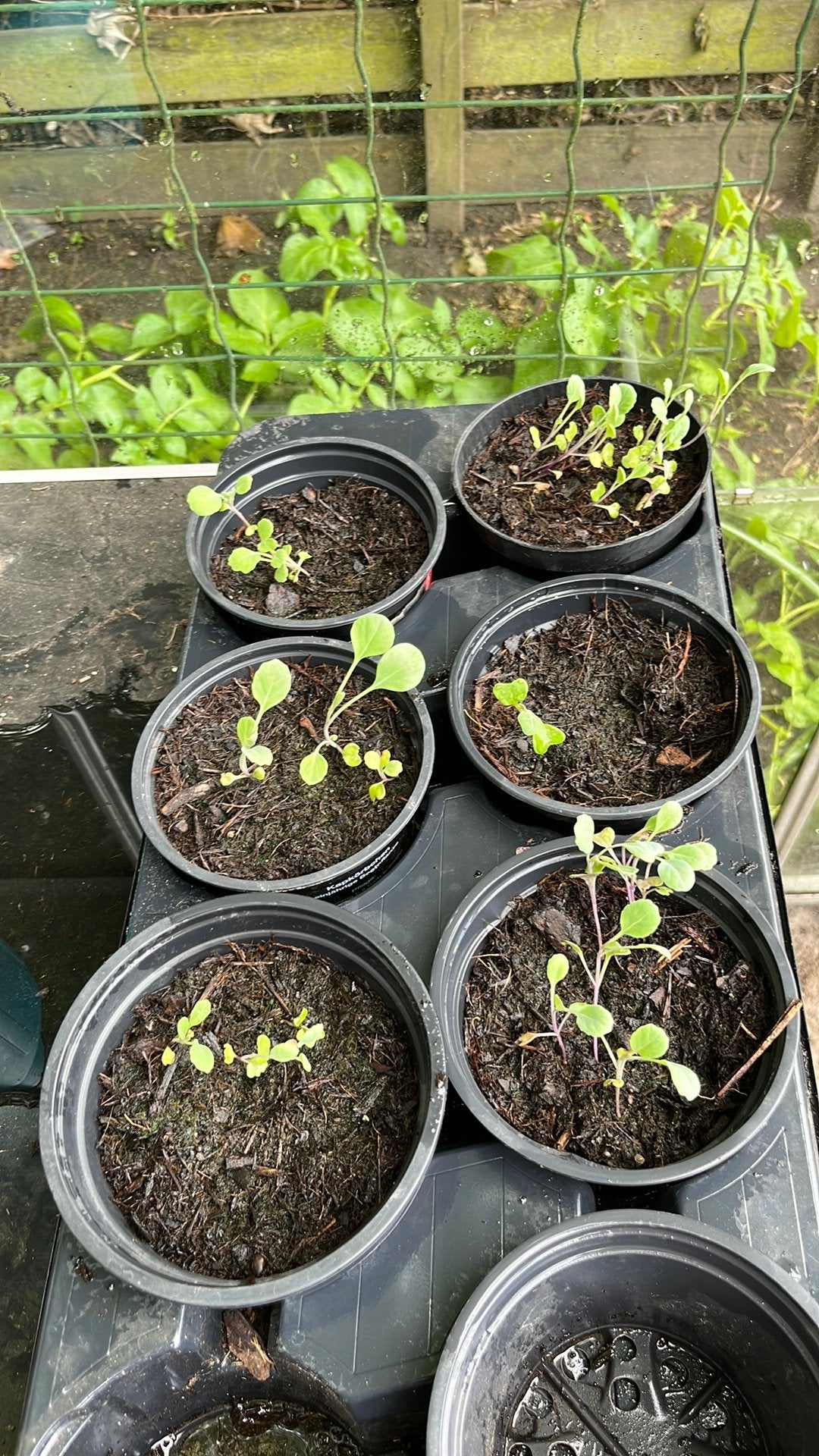 Jonge spruitkool plantjes, Ophalen, Eenjarig, Volle zon