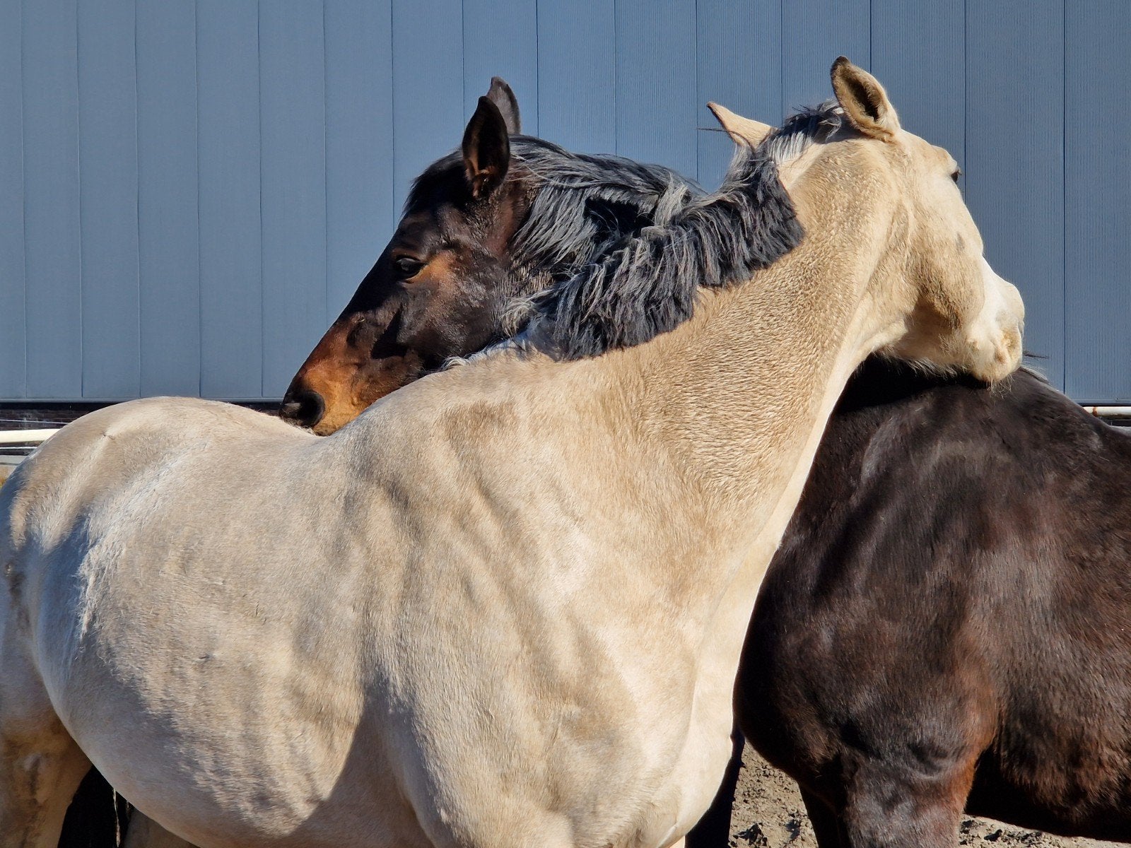 Stalhulp weekenden/ vakantie gezocht, Diensten en Vakmensen, Dieren | Paarden | Verzorging, Oppas en Les, Verzorging of Verzorgpony's