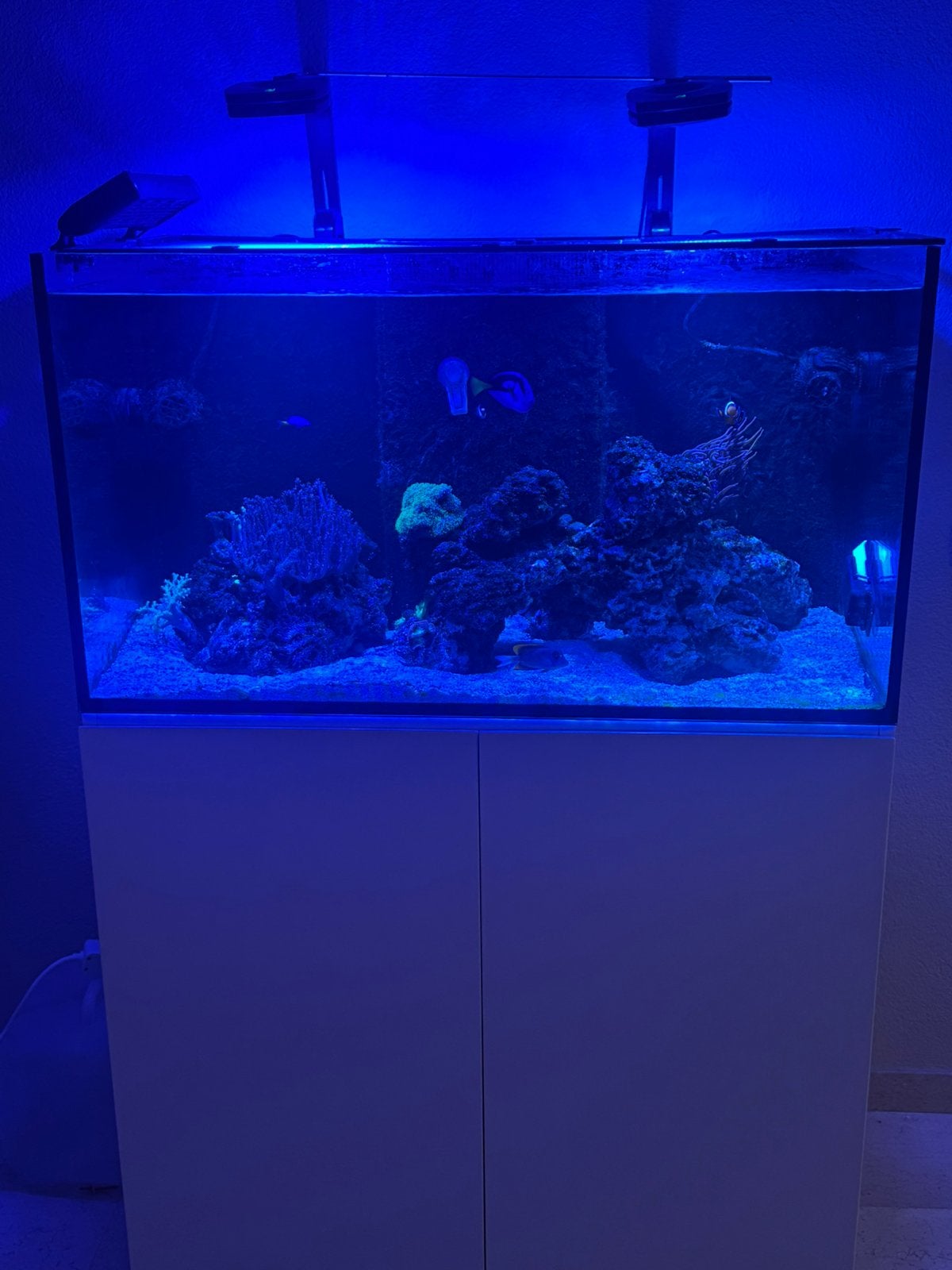 Compleet zeeaquarium ca 300L | Vissen | Koraal | Reefmat |, Dieren en Toebehoren, Gevuld zeewateraquarium, Ophalen of Verzenden