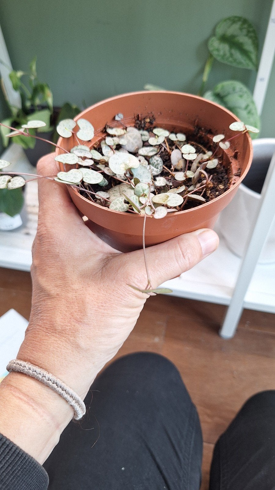 Lantaarnplantje (Ceropegia woodii) - Jonge stekjes, Ophalen of Verzenden