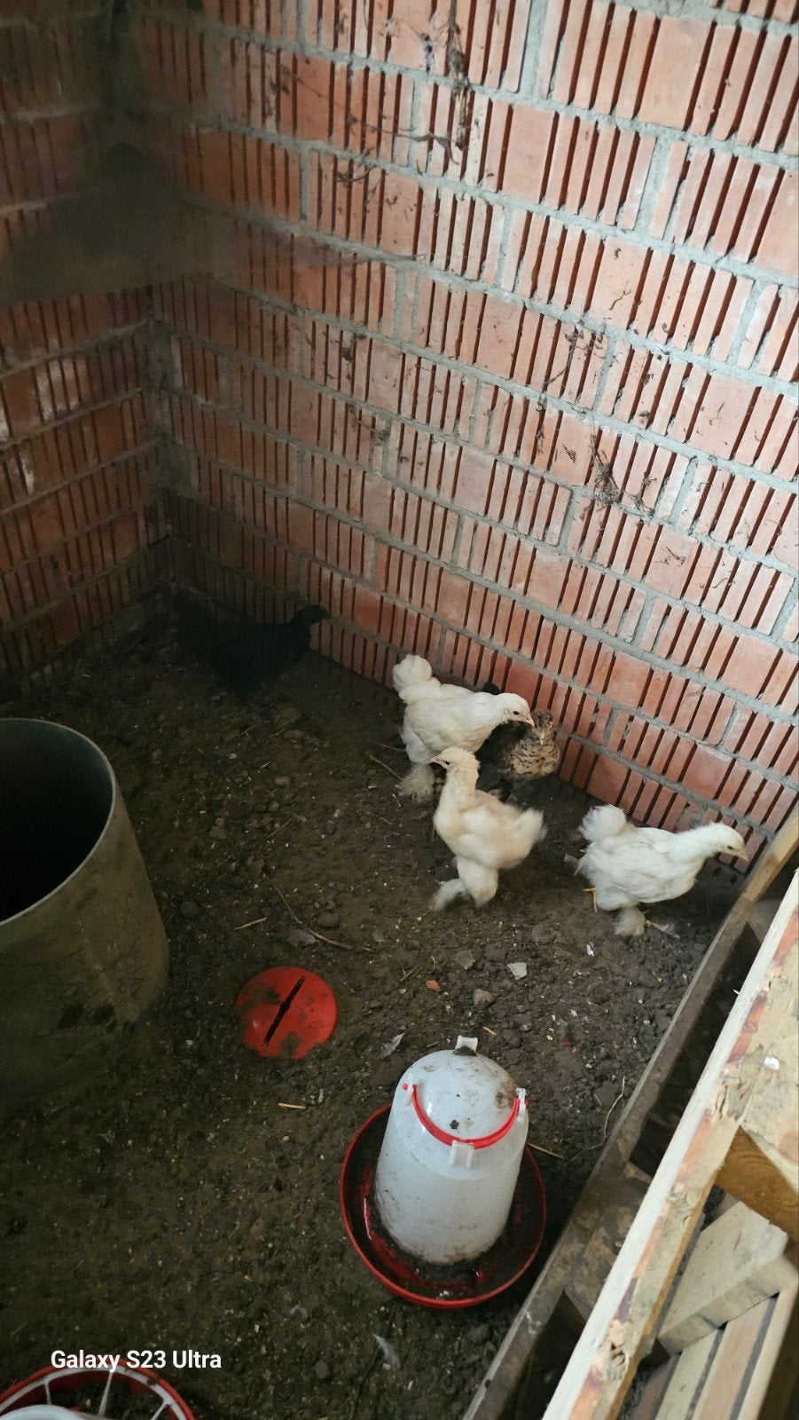 kuikens van 8 weken., Meerdere dieren, Kip