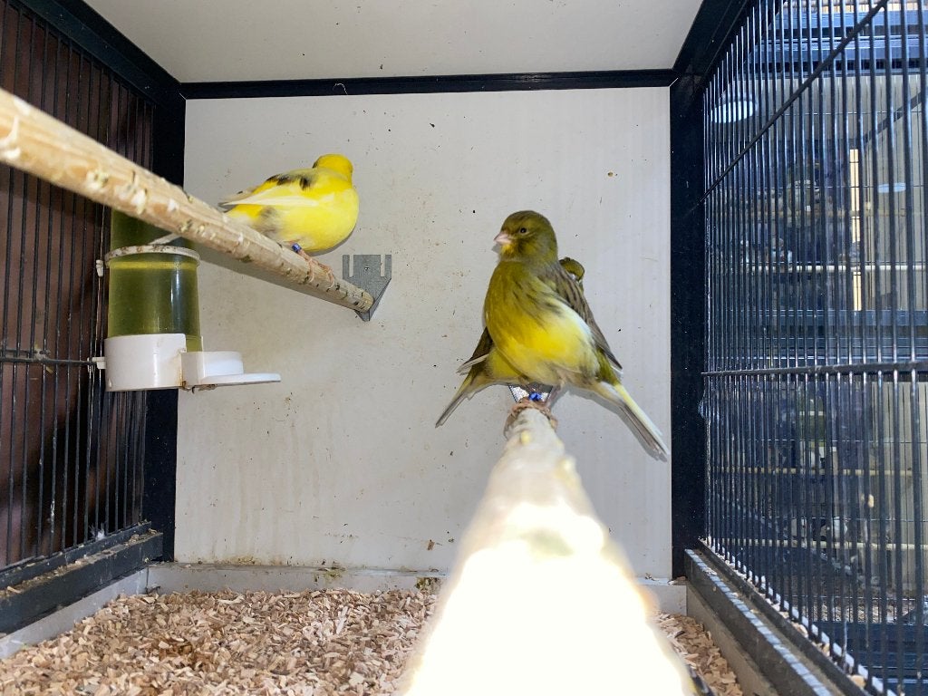 Mooie kanaries | Mannen en poppen, veel keuze!, Dieren en Toebehoren, Vogels | Kanaries, Meerdere dieren, Kleurkanarie